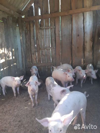 Поросенок ландрас+дюрок