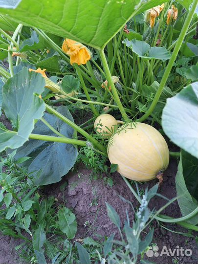 Домашние заготовки