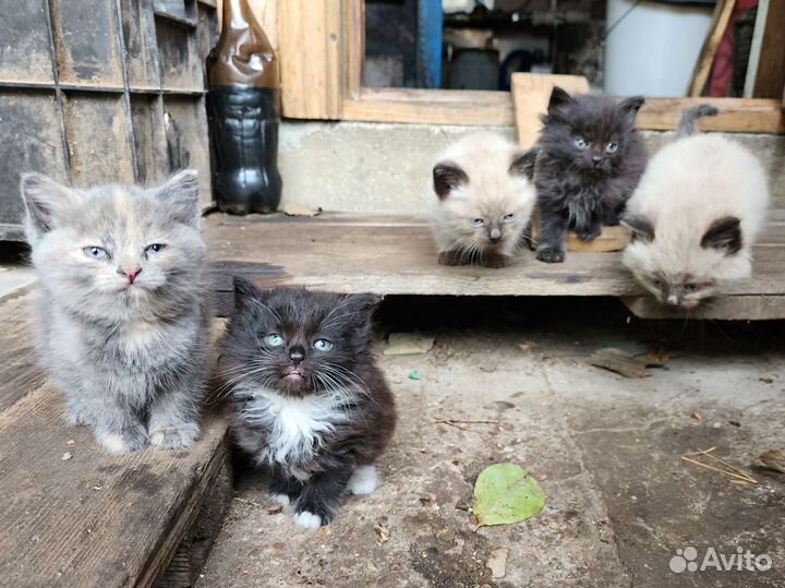 Котята в добрые руки