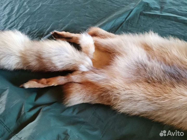 Шкура лисы