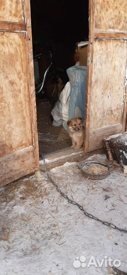 Маленькая собака в добрые руки бесплатно