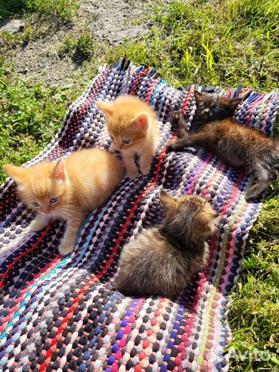 Котята в добрые руки