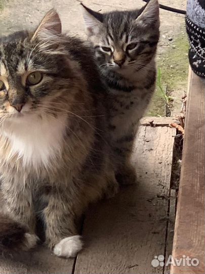 Котенок в дар бесплатно