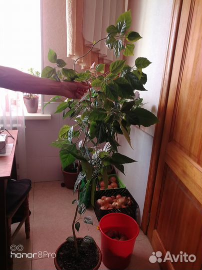 Гибискус китайская роза