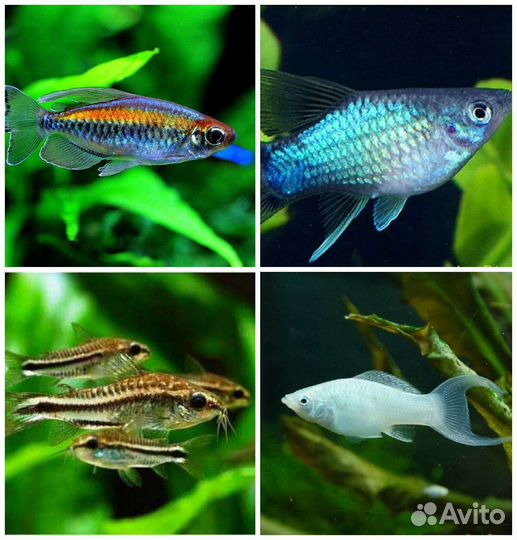 Аквариумные рыбки