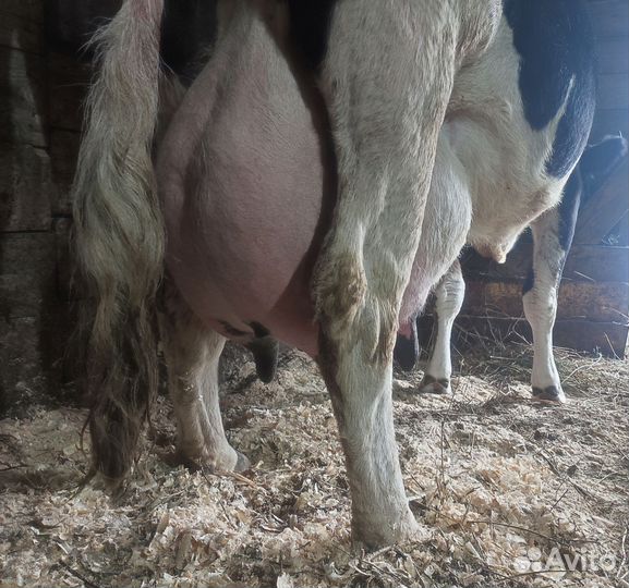 Кармал. Свиноматка + поросята