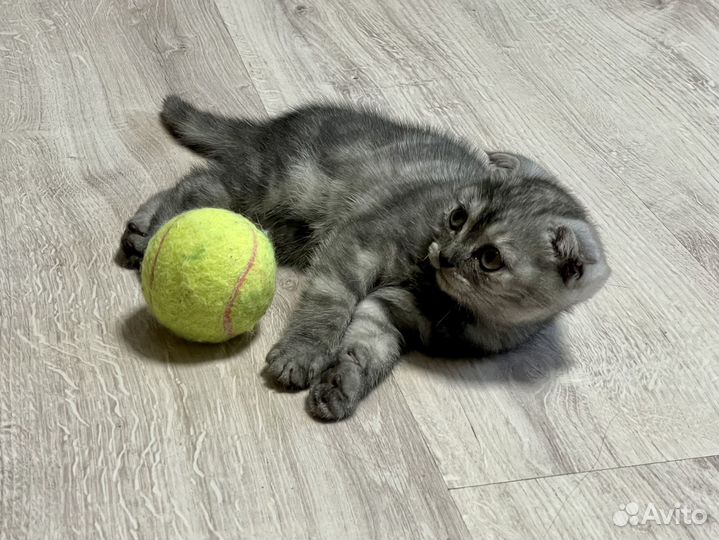 Шотландская вислоухая кошечка ищет дом