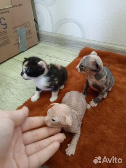 Котята сфинкс