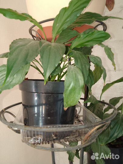 Спатифиллум