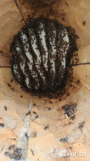 Колода для пчел