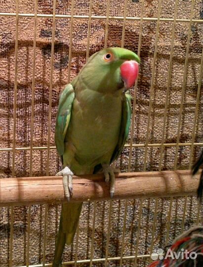 Ожереловые, кореллы, розеллы, волнистые попугаи