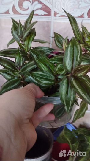 Традесканция тайская