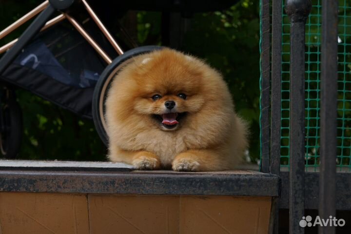 Померанский шпиц вязка