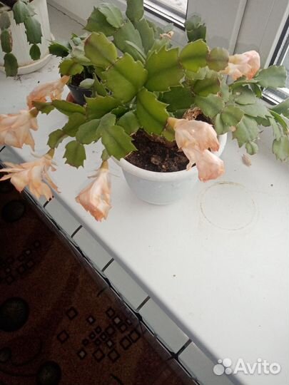 Декабрист желтый