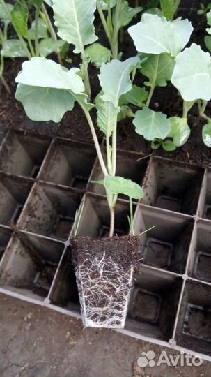 Рассада перца, томатов, капусты