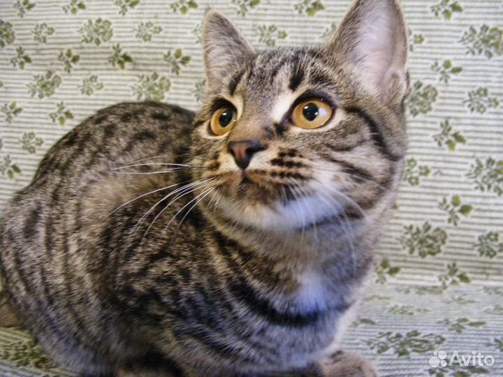 Юная полосаточка, прекрасное сердечко