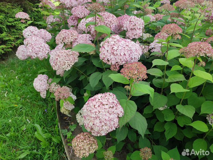 Розовая древовидная гортензия Кендибелл Баблгам