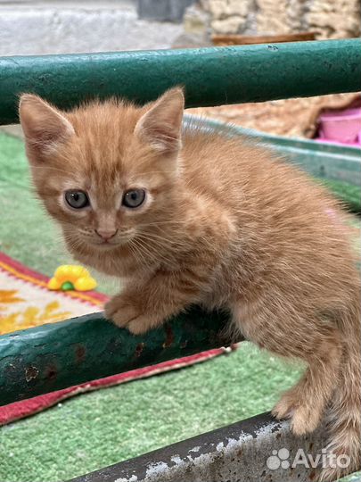 Котенок мальчик бесплатно