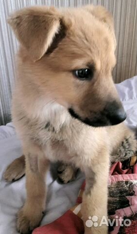 Медовый парнишка в дар