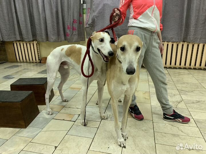 Дрессировка, хендлинг, зал для занятий, клуб собак