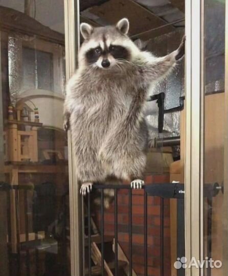 Ручные щенки енотов из питомника 