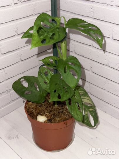 Монстера манки