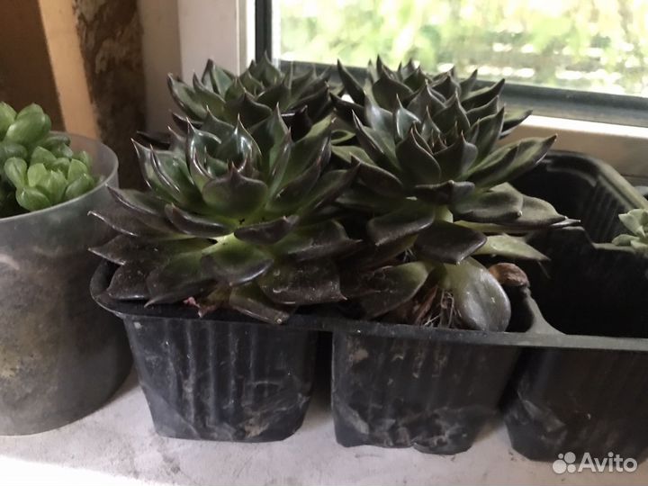 Комнатные растения