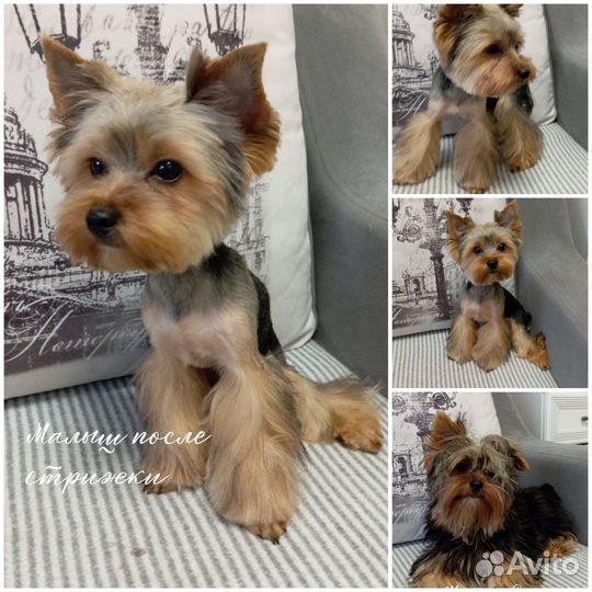 Груминг (стрижка) собак на Аверьянова