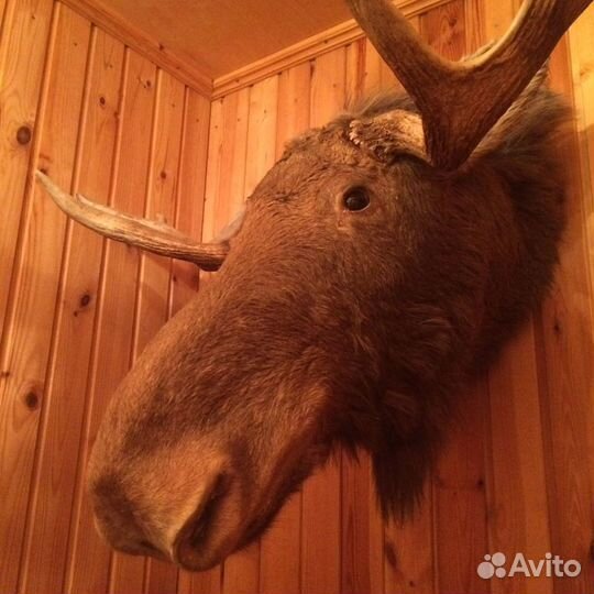 Чучело головы лося