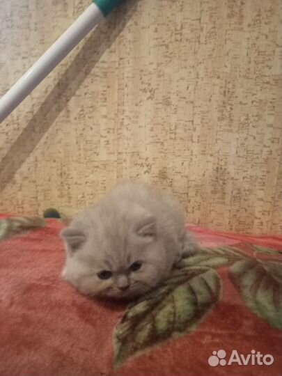 Шотландские котята