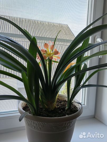 Кливия киноварная