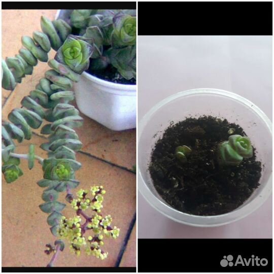 Суккуленты часть 2