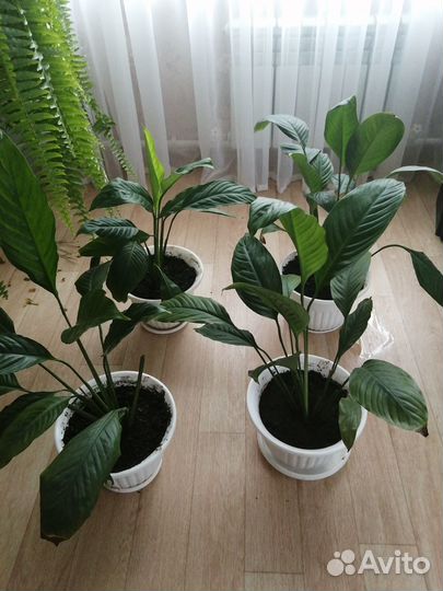 Спацифилум