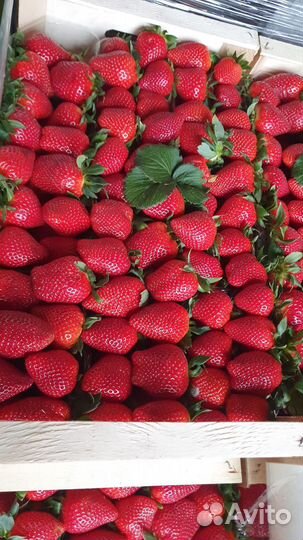 Овощи и фрукты оптом