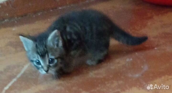 Кошка в дар бесплатно