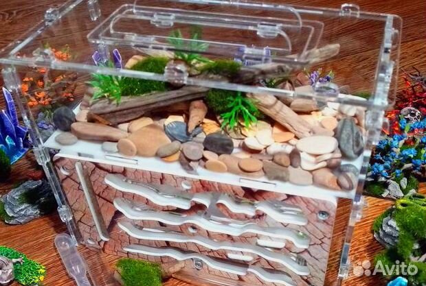 Муравьиная ферма с муравьями на Новый год