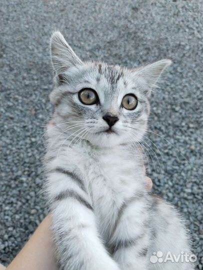 Кошка в дар бесплатно