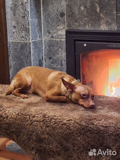 Вязка той-терьер