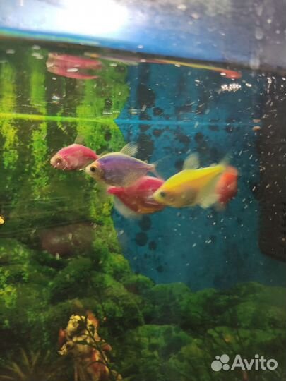 Аквариум