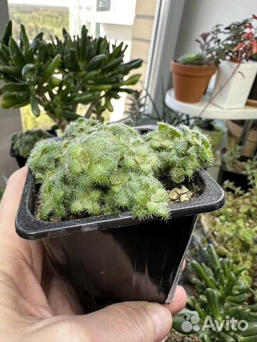 Крассула почвопокровная crassula Setulosa купить в Красногорске ...