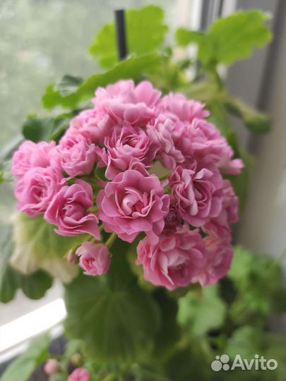 Пеларгония герань сортовая