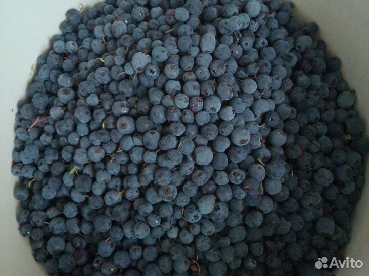 Голубика, черника