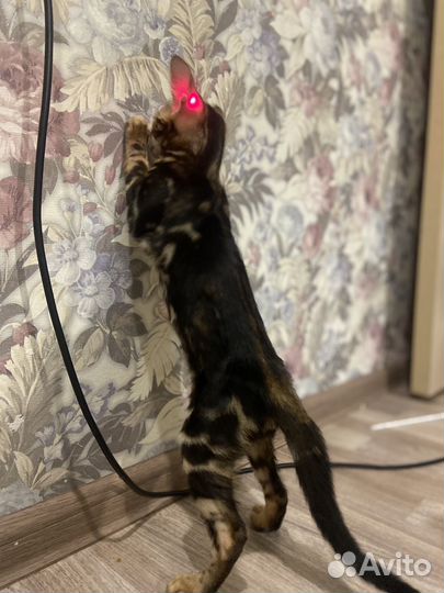 Бенгальская кошка
