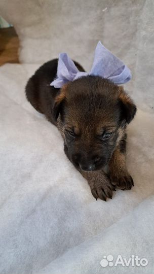 Щенки немецкой овчарки бронь