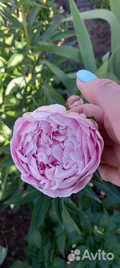 Пионы сортовые