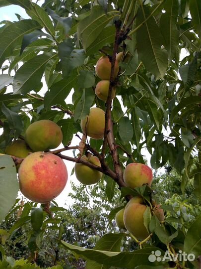 Розы садовая саженцы