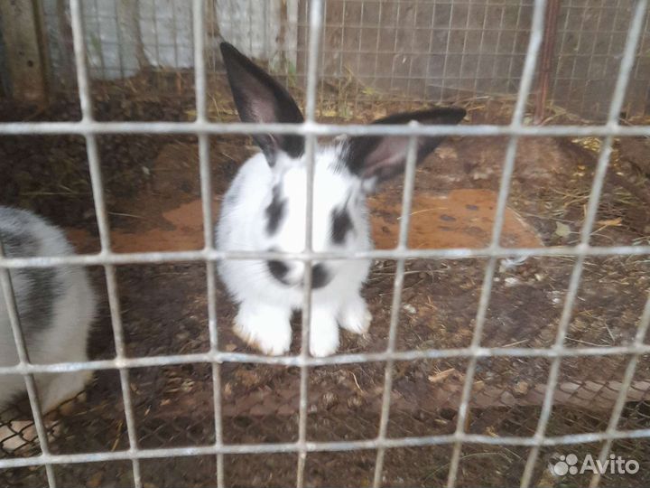 Кролики 2 мес