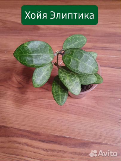 Хойя на срез 6 сортов