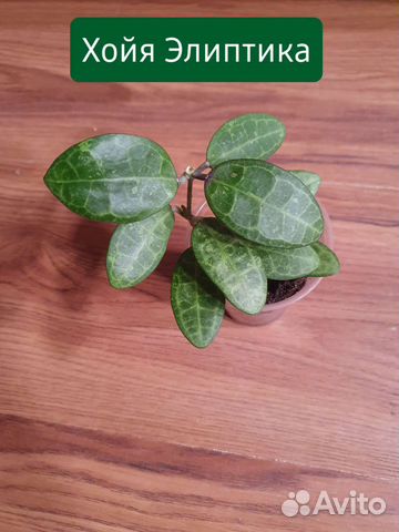 Хойя на срез 6 сортов