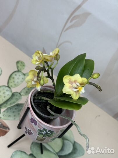 Орхидея фаленопсис